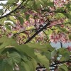 昨日の代官山の葉桜